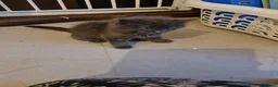 Mixed Breed cats for sale: Beautiful Plush, Fluffy Kittens - RAGBRITS CROSS - Advert 9