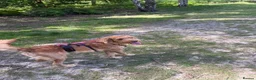 Labradoodle dogs for sale: 1 year old male Labradoodle - Advert 3