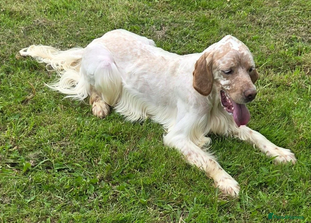 English Setter dogs for adoption: Lupin - Advert 2