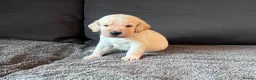 Labradoodle dogs for sale: Happy and healthy Labradoodle puppies! - Advert 18