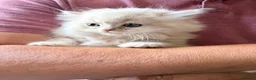 Mixed Breed cats for sale: Beautiful Persian cross kittens  - Advert 19