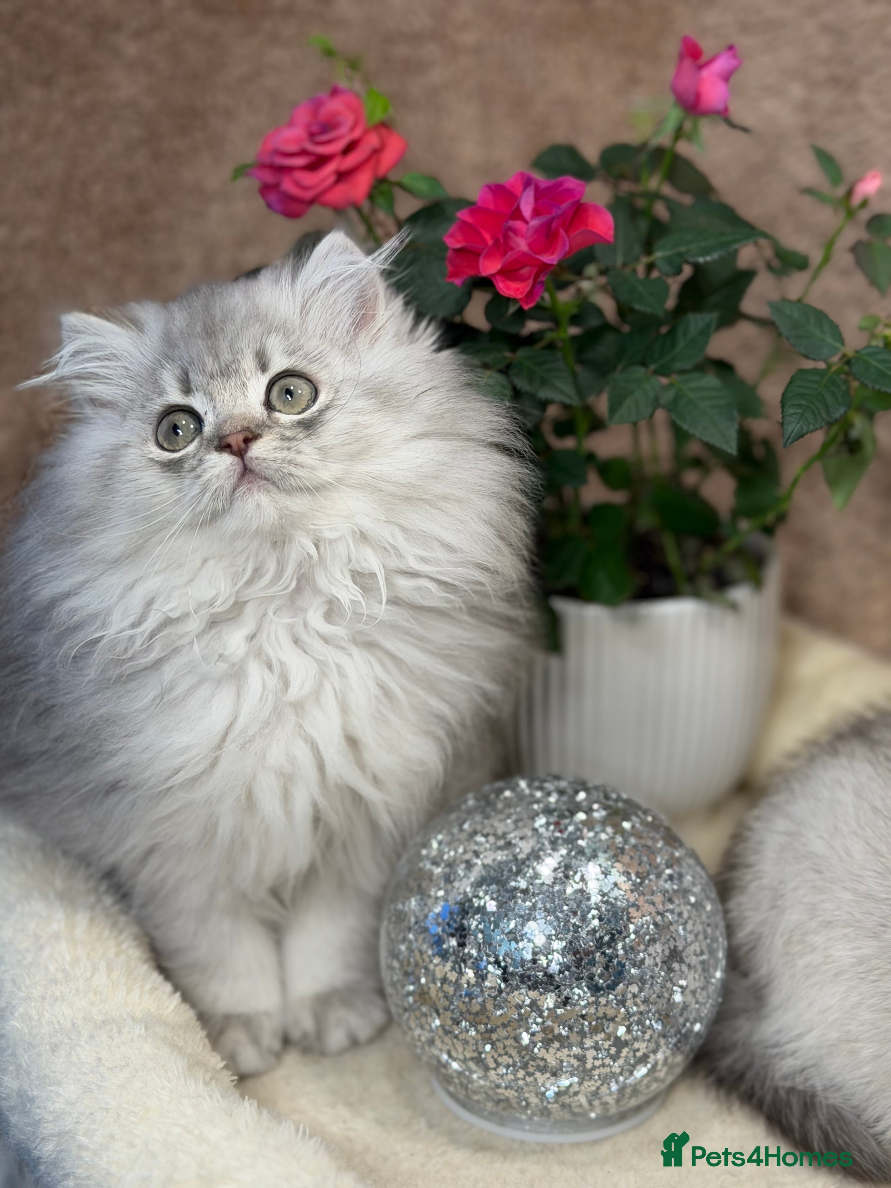 British Longhair cats British Longhair/Shorthair kittens TICA - Advert 1