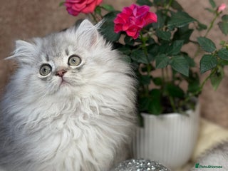 British Longhair cats British Longhair/Shorthair kittens TICA - Advert 7