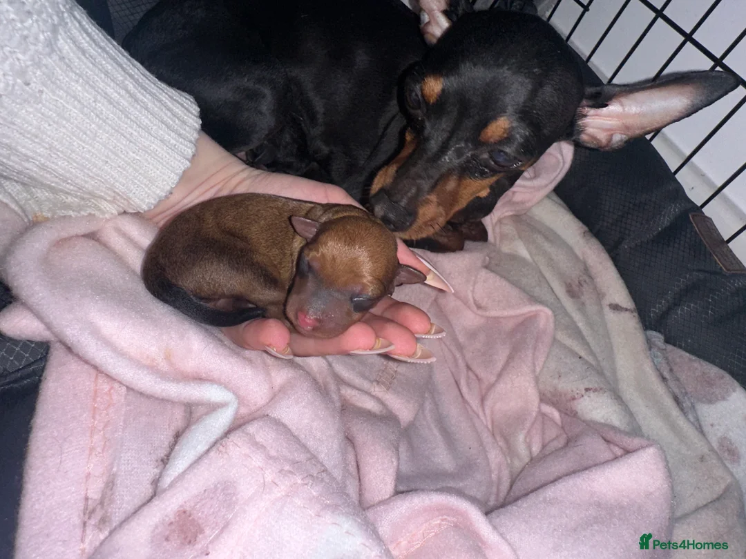 Miniature Pinscher dogs for sale: Miniature pinschers puppies  in Leeds - Advert 2