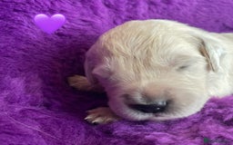 Golden Retriever dogs for sale: KC Reg Cream Boys from health tested parents.  - Image 7