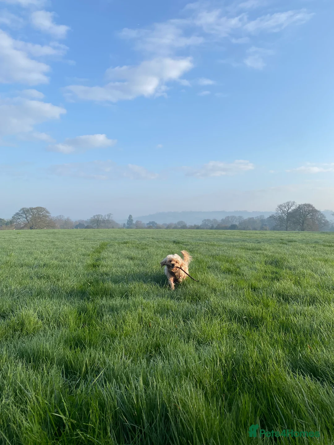 Cavapoochon dogs for sale: Beautiful Toy Cavapoochon (health tested) - Advert 4