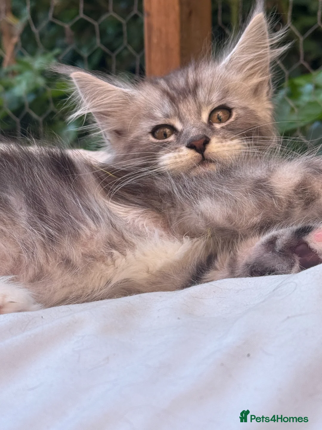 Maine Coon cats for sale: Pedigree Maine Coon Kittens from the Shaded line  - Advert 2