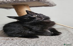 Mixed Breed cats for sale: Mid & long hair black kittens - Image 6