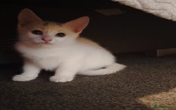 Mixed Breed cats for sale: 3 kittens for sale  - Image 3