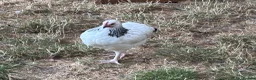 Chickens poultry for sale: French Moran/pekin bantam  - Advert 14