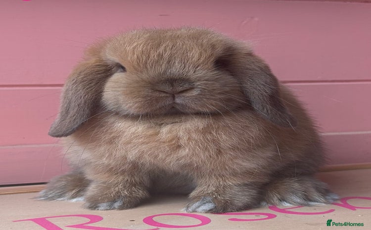 Mini Lop rabbits - Advert 2