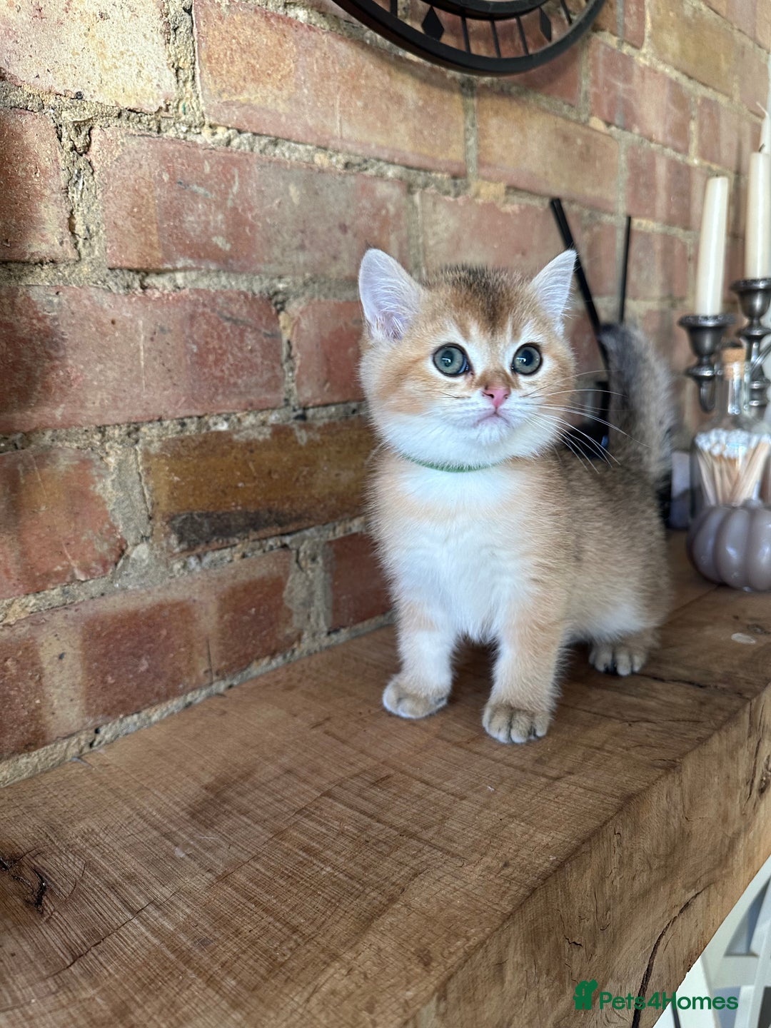 British Shorthair cats for sale: ‼️READY NOW‼️ 2 kittens left  - Advert 34