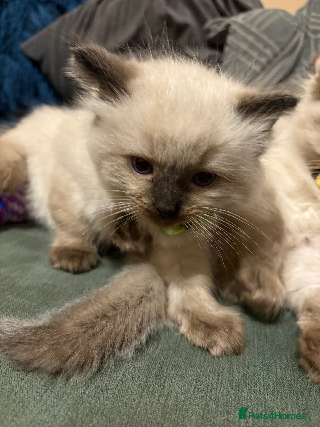 Ragdoll cats for sale: Beautiful Ragdoll Kittens 2 boys 2 girls 😍 - Advert 6