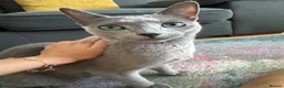 Russian Blue cats for sale: Very Affectionate Russian Blue girl - Advert 1