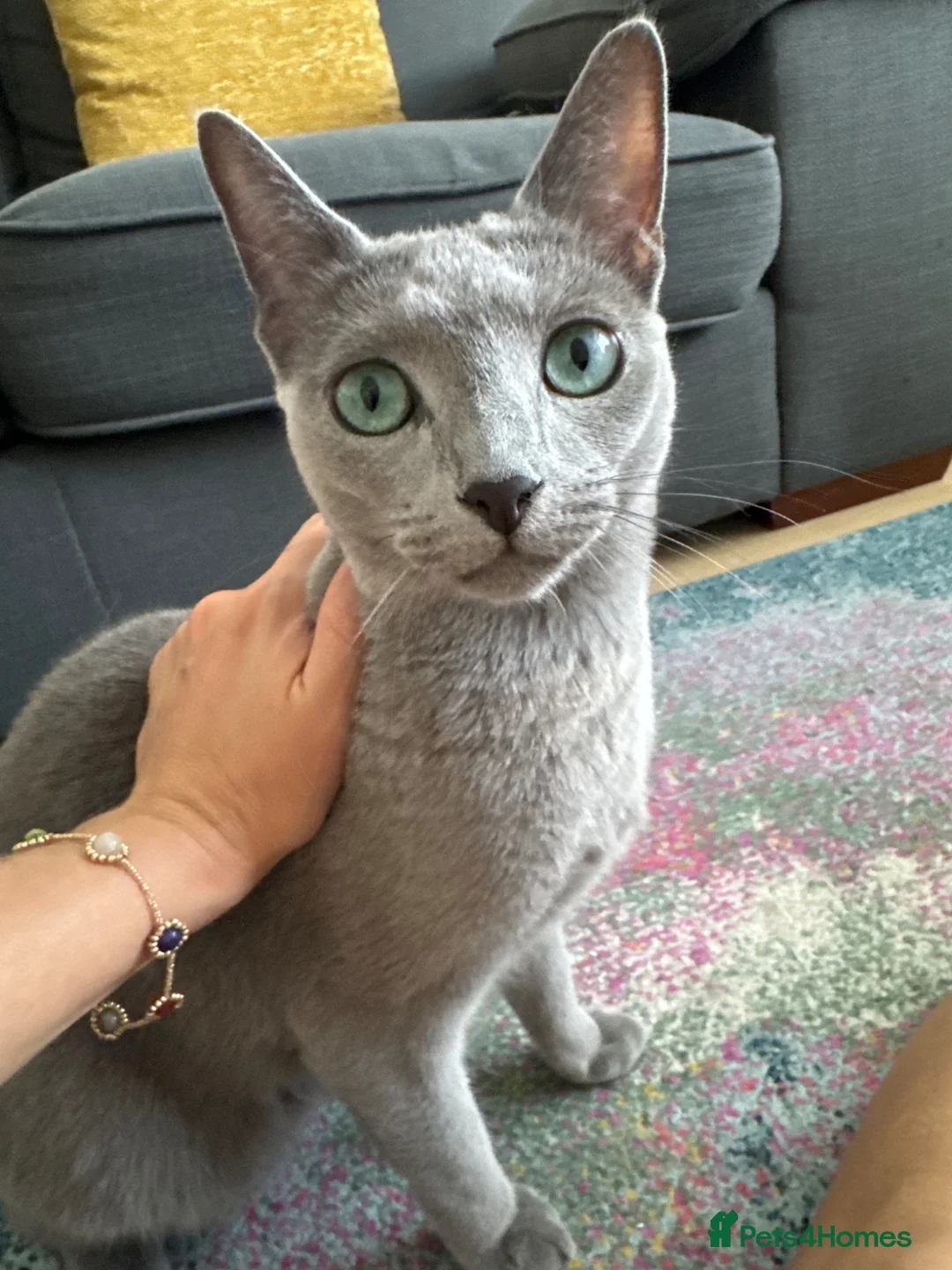 Russian Blue cats for sale: Very Affectionate Russian Blue girl - Advert 1