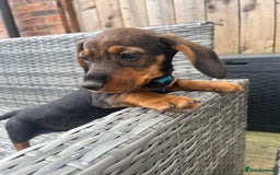 Dachshund dogs for sale: LAST 2 wirehaired dachshunds (teckels) - Image 20