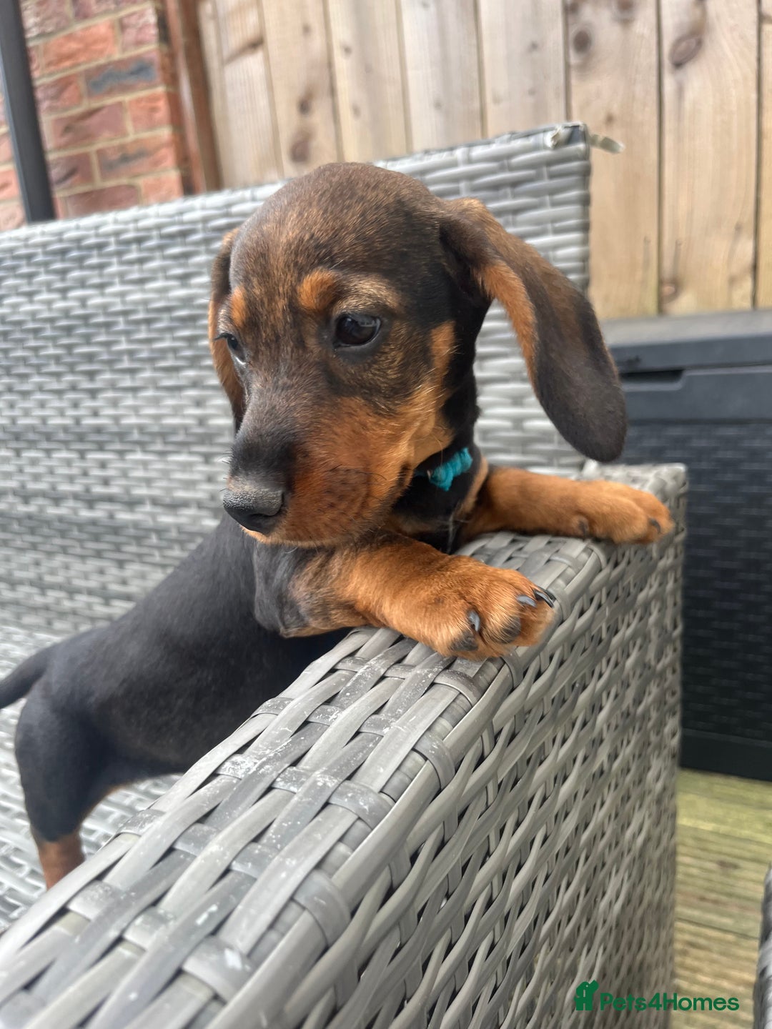 Dachshund dogs for sale: LAST 2 wirehaired dachshunds (teckels) - Image 20