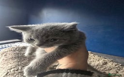 British Shorthair cats for sale: British short hair - Image 10