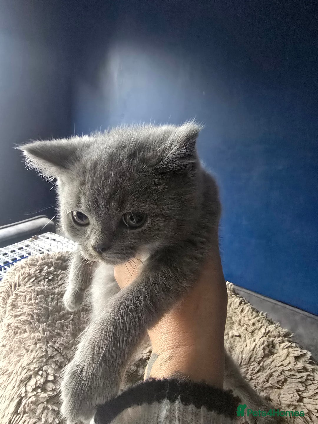 British Shorthair cats for sale: British short hair - Image 10