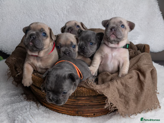 French Bulldog dogs for sale - Advert 1