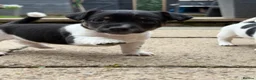 Jack Russell dogs for sale: 3 beautiful Jack Russell girls - Advert 6