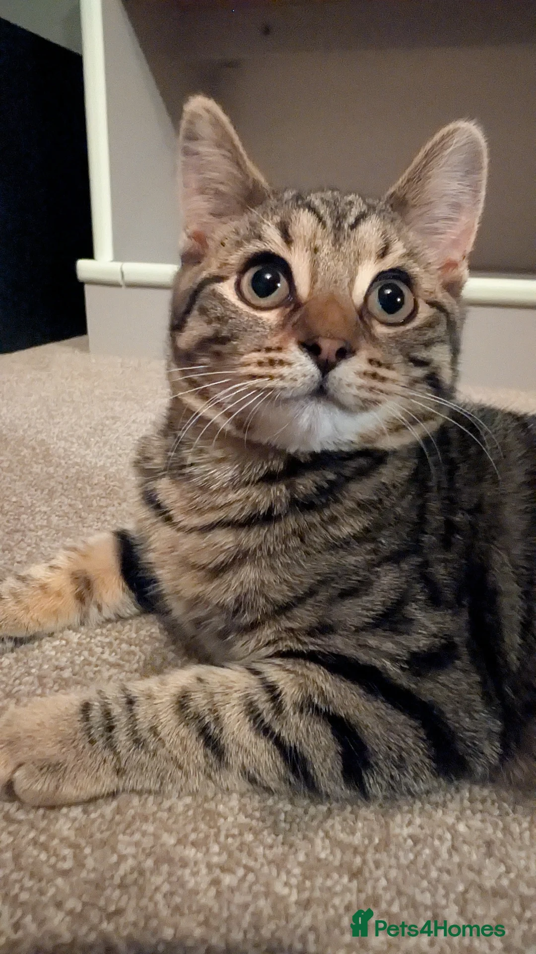 Mixed Breed cats for sale: A cat couple looking for new home in Nottingham - Advert 1