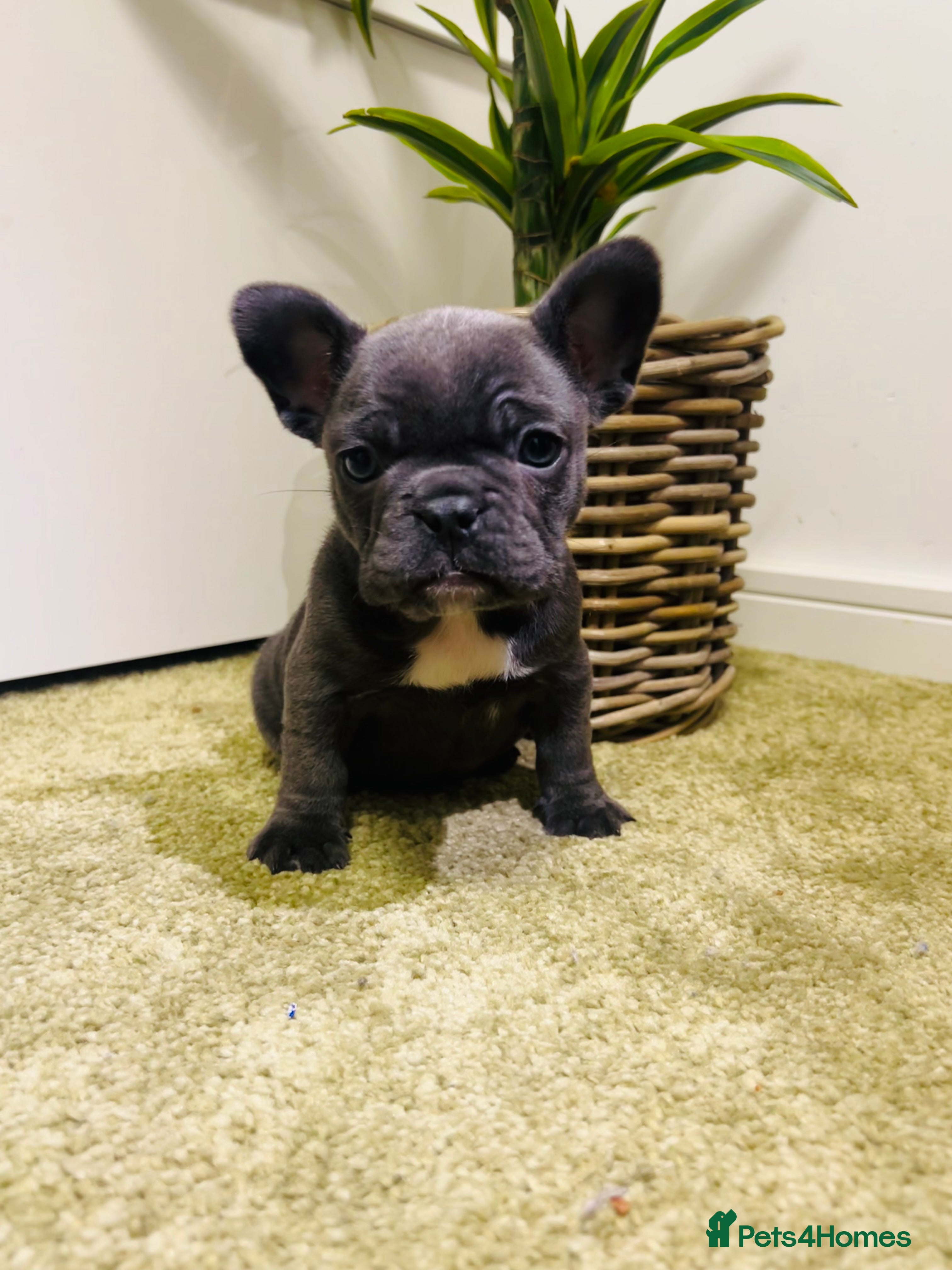 French Bulldog dogs French Bulldog Puppy (Female) - Advert 15
