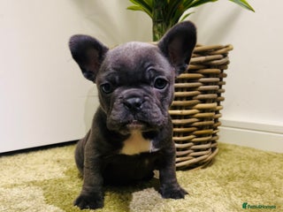 French Bulldog dogs French Bulldog Puppy (Female) - Advert 15