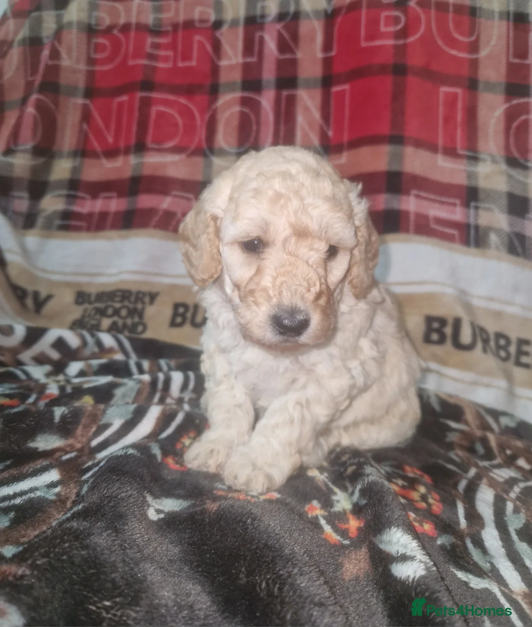 Labradoodle dogs for sale: F1b toy labradoodles - Advert 15