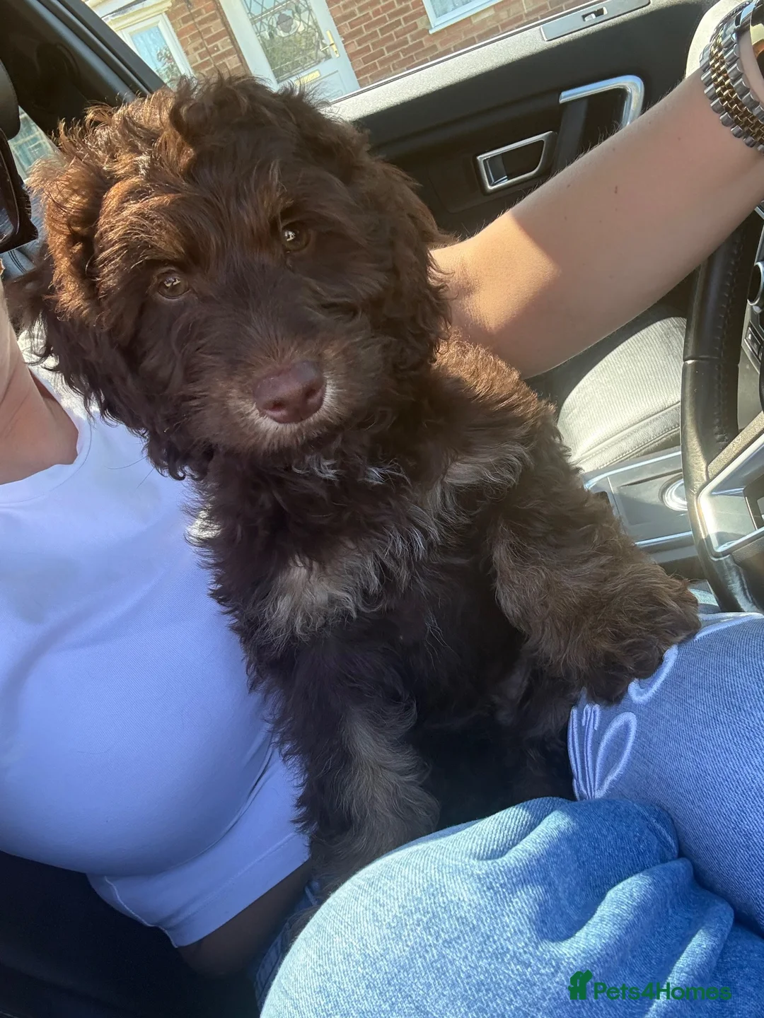 Cockapoo dogs for sale: This is max our 8 month old cockapoo in Norwich - Advert 3