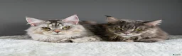 Maine Coon cats for sale: Octavia & Freya  - Advert 12
