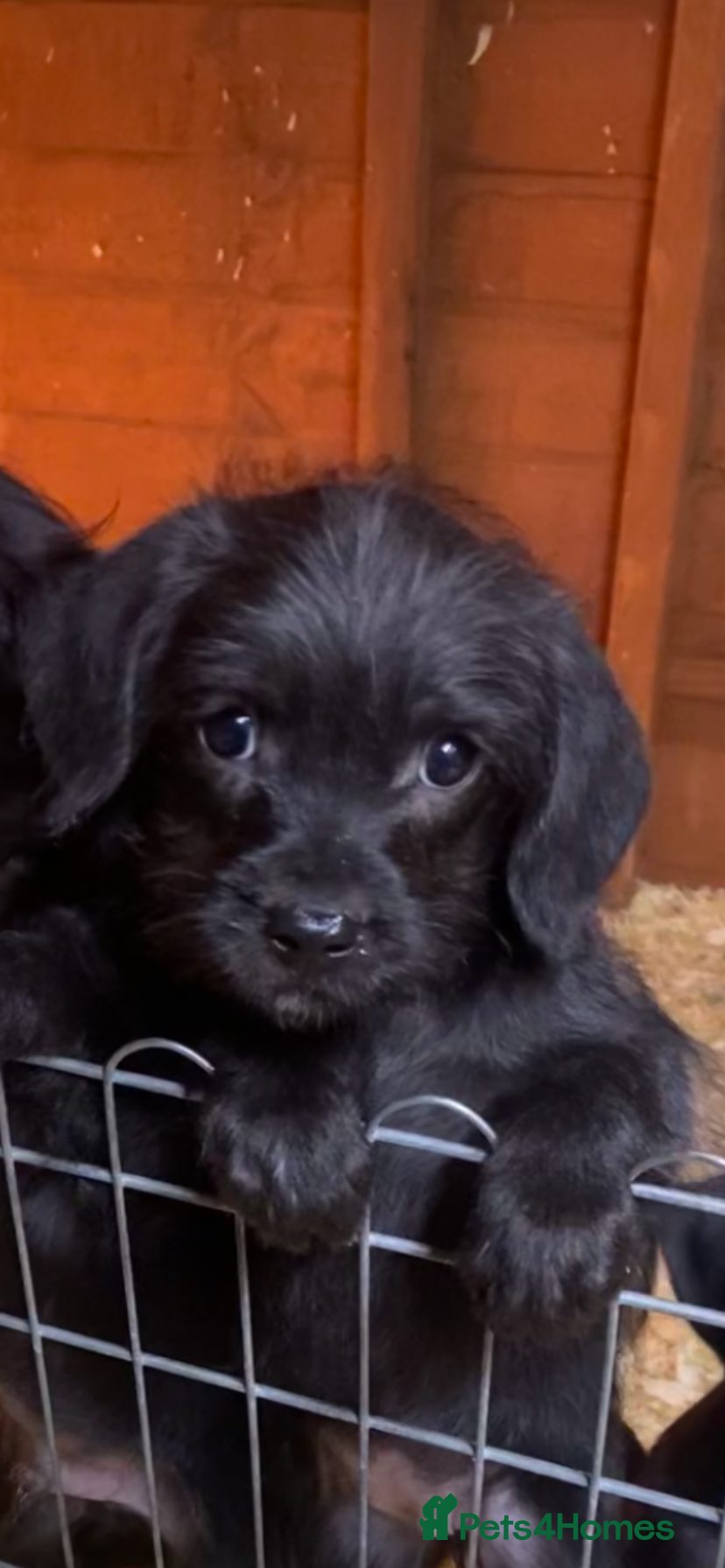 Mixed Breed dogs Beautiful French Bulldog x MiniaturePoodle Puppies - Advert 18