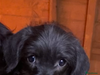 Mixed Breed dogs Beautiful French Bulldog x MiniaturePoodle Puppies - Advert 2