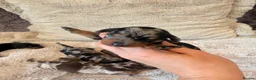 Miniature Dachshund dogs for sale: Beautiful Litter -  K.C Registered  - Advert 8