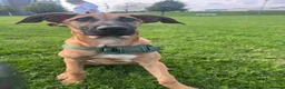 Mixed Breed dogs for sale: Female ridgeback x Dutch hearder - Advert 3