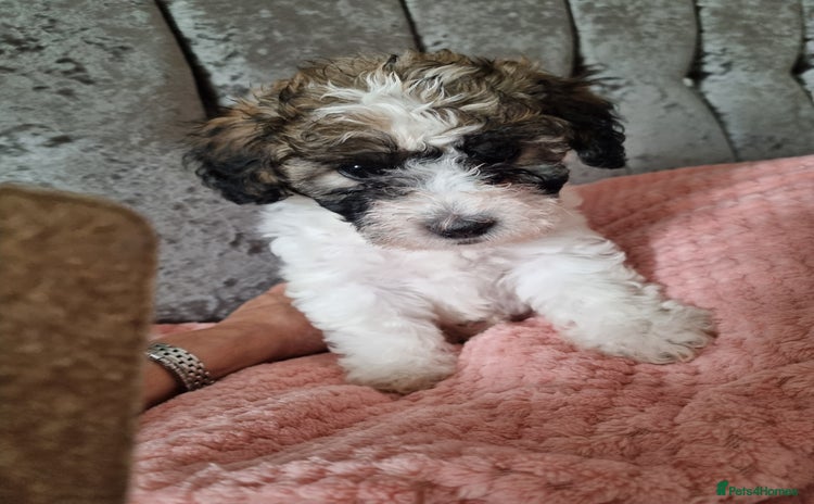 Maltipoo dogs - Advert 1