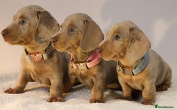 Miniature Dachshund dogs for sale:  🌟5StarsLicense+Holistic+KC+VetChecked+PRA Clear+ - Image 3