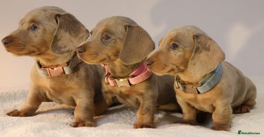 Miniature Dachshund dogs - Advert 9