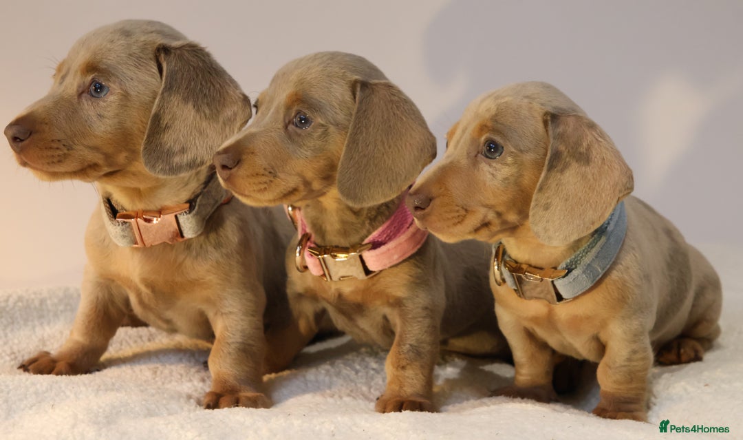 Miniature Dachshund dogs for sale:  🌟5StarsLicense+Holistic+KC+VetChecked+PRA Clear+ - Image 3
