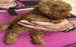 Toy Poodle dogs for sale: Red toy poodle - Image 14