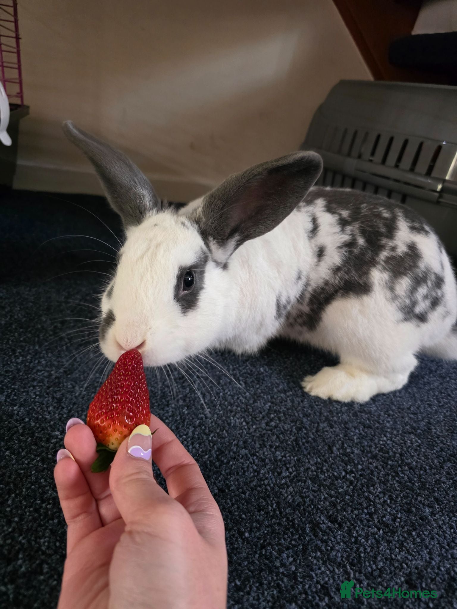 English rabbits Friendly Pet Rabbit Coco Looking for a Lovig home - Advert 2