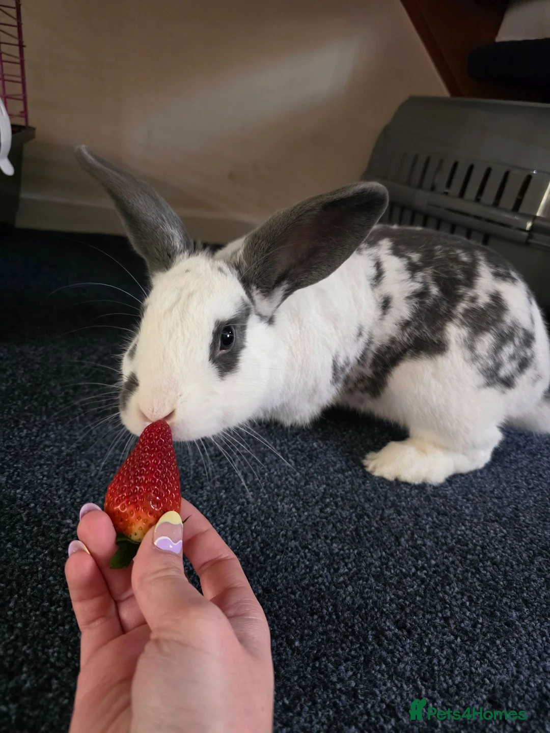 English rabbits for sale: Friendly Pet Rabbit Coco Looking for a Lovig home - Advert 1