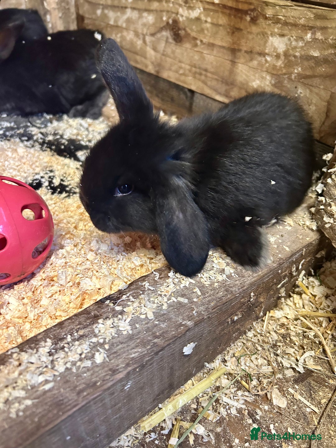 French Lop rabbits for sale: Mini French Lop Babies  - Advert 2