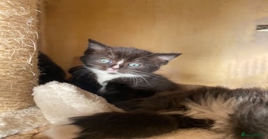 Ragdoll cats - Advert 9