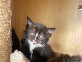 Ragdoll cats - Advert 1