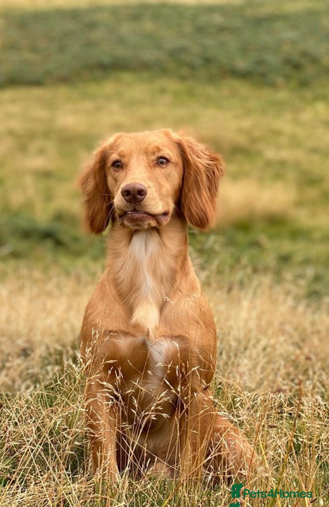 Cocker Spaniel dogs for sale:  CHAMPION BLOODLINE WORKING COCKER WAITING LIST  - Advert 10
