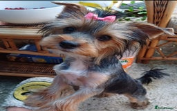 Yorkshire Terrier dogs for sale: Last boy available! - Image 7