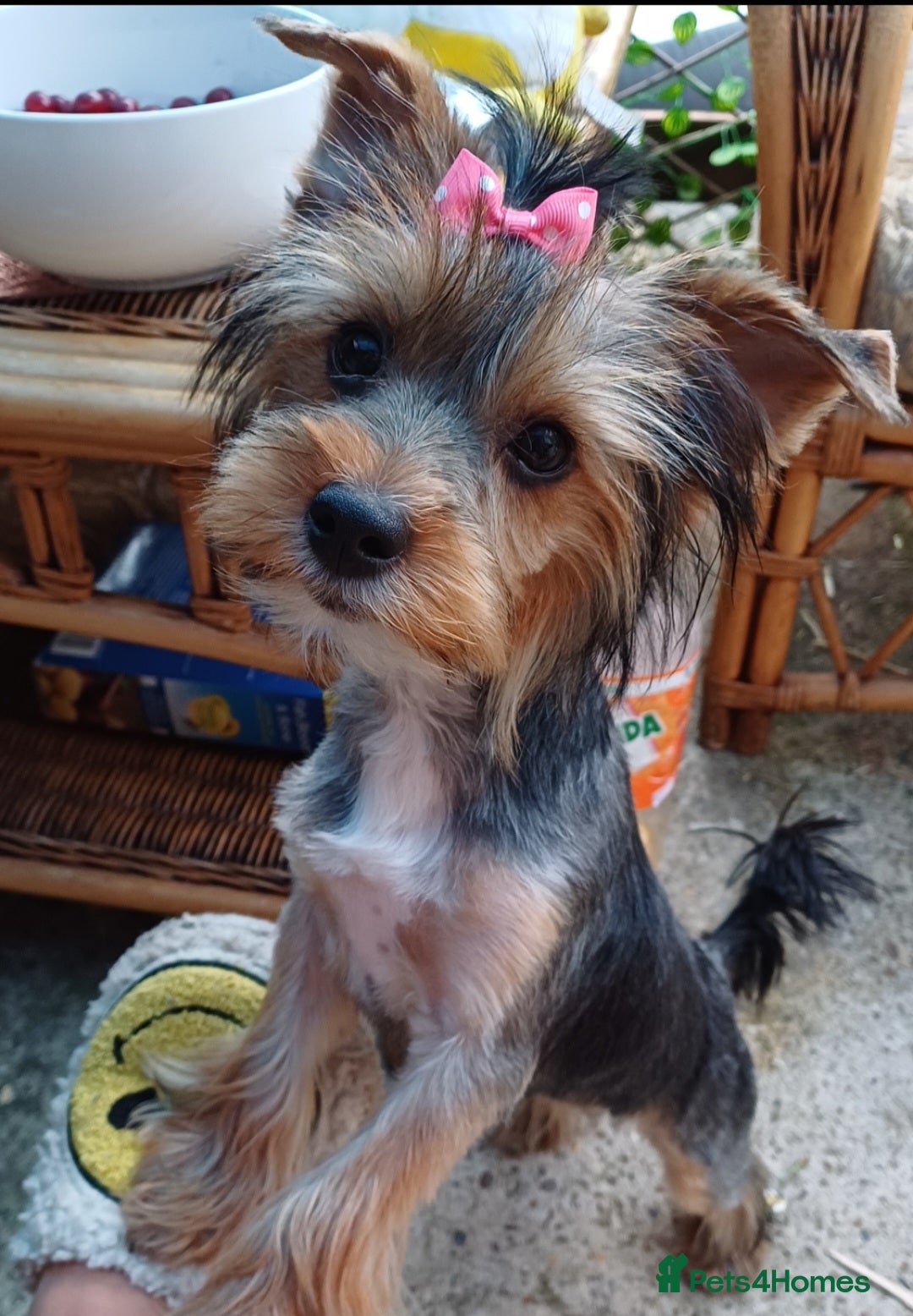 Yorkshire Terrier dogs for sale: Last boy available! - Image 7