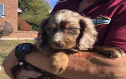 Cocker Spaniel dogs for sale: Whitchurch, Shropshire. Cocker Spaniel Puppies - Image 16