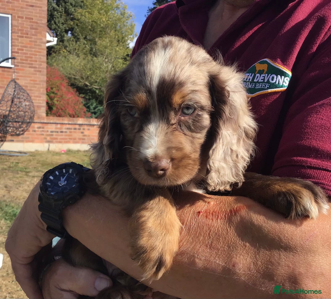 Cocker Spaniel dogs for sale: Whitchurch, Shropshire. Cocker Spaniel Puppies - Image 16